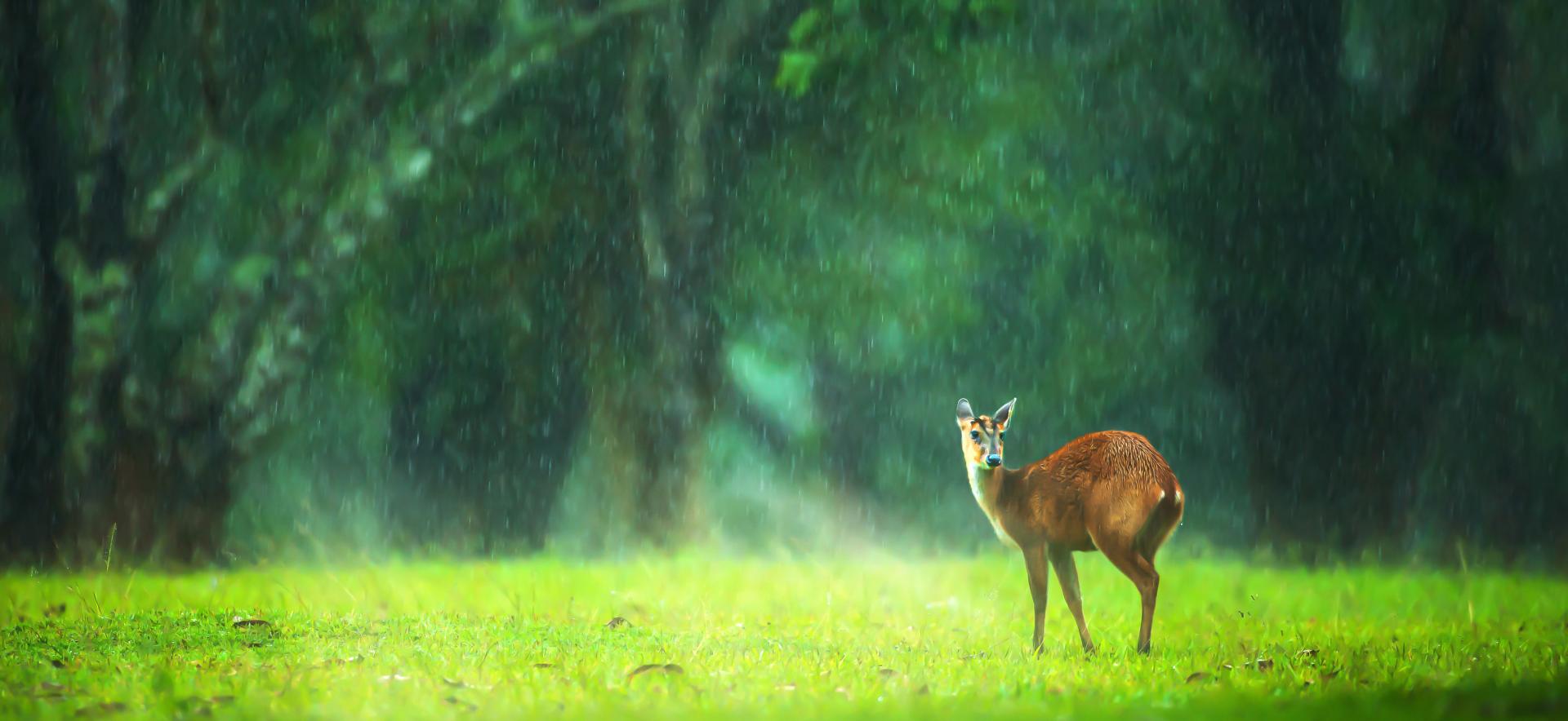 Hiking through Khao Yai national park 